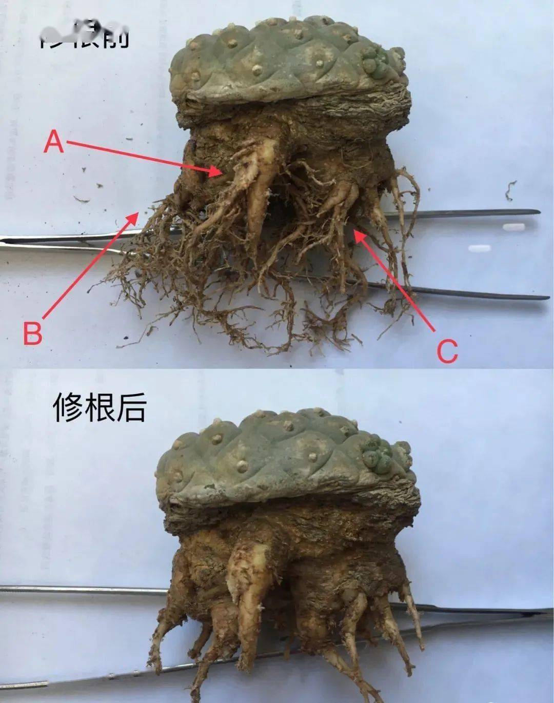 多肉修根上盆后多久可以曬太陽_多肉修根后多久可以上盆_多肉修根后直接上盆