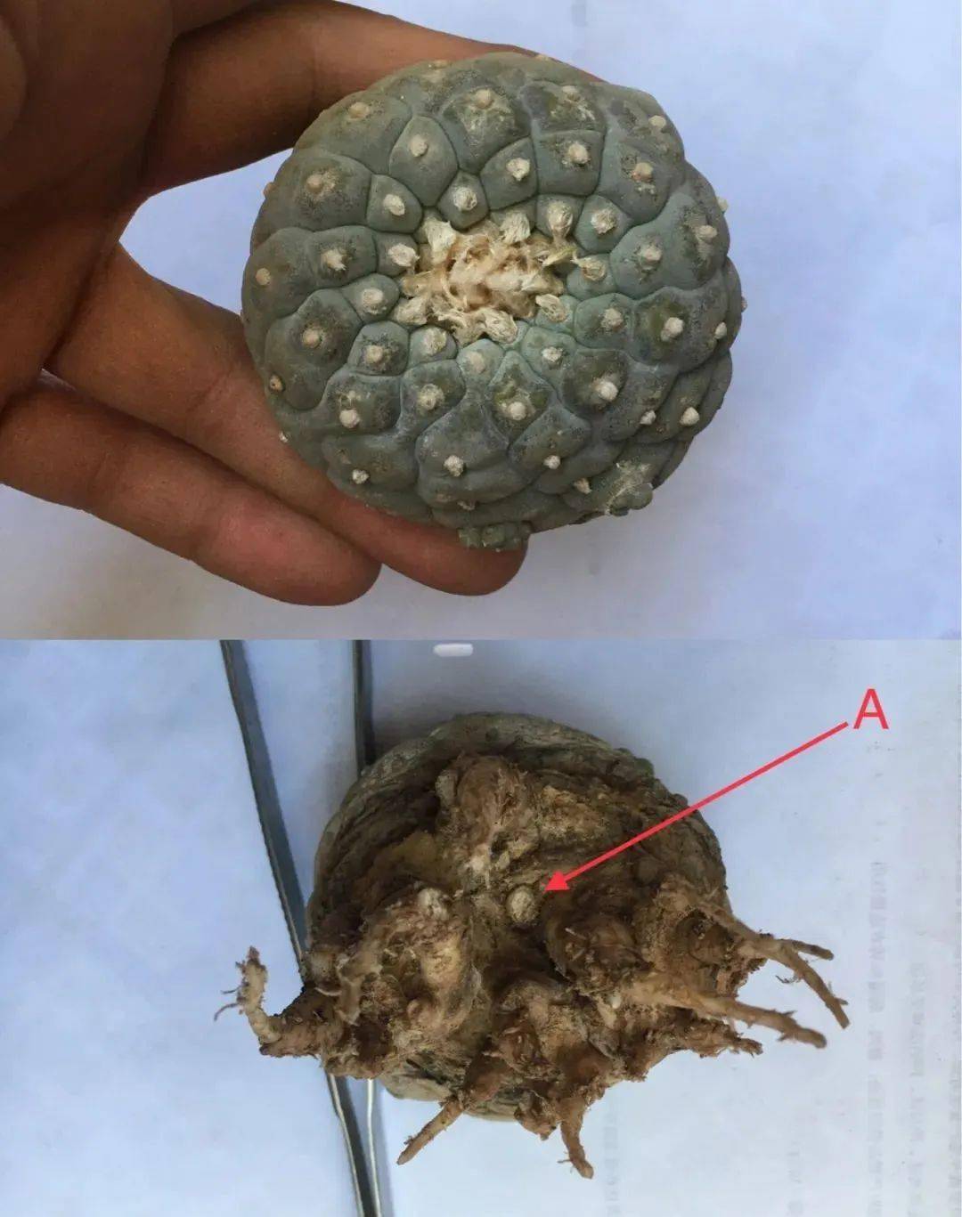 多肉修根后多久可以上盆_多肉修根后直接上盆_多肉修根上盆后多久可以曬太陽