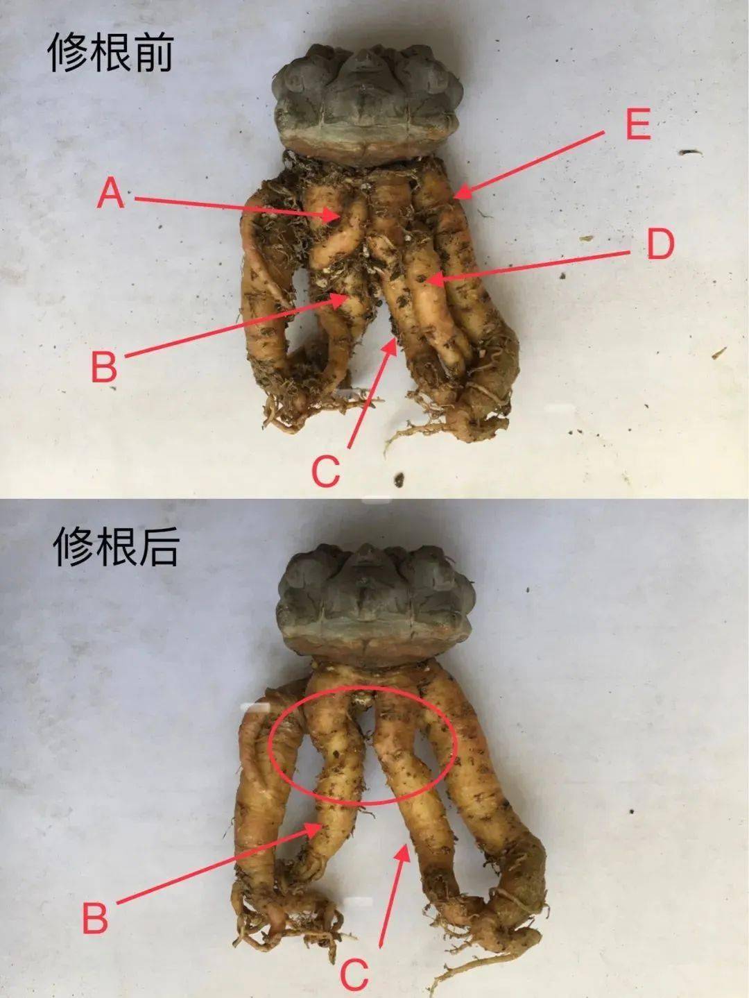 多肉修根上盆后多久可以曬太陽_多肉修根后直接上盆_多肉修根后多久可以上盆