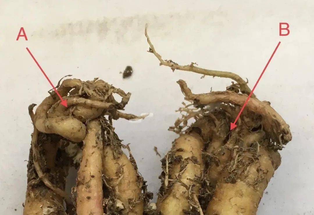 多肉修根后直接上盆_多肉修根后多久可以上盆_多肉修根上盆后多久可以曬太陽