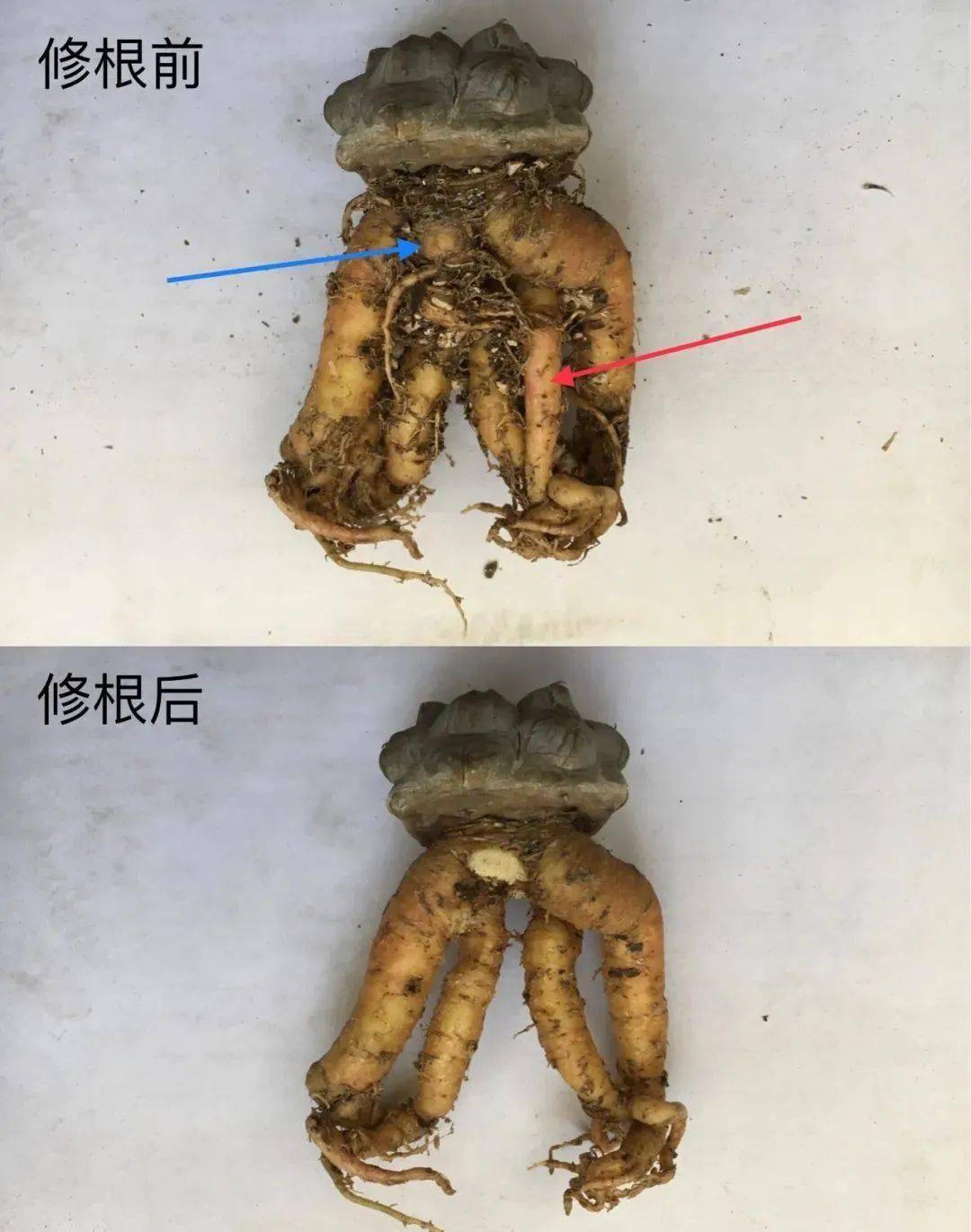多肉修根后直接上盆_多肉修根上盆后多久可以曬太陽_多肉修根后多久可以上盆