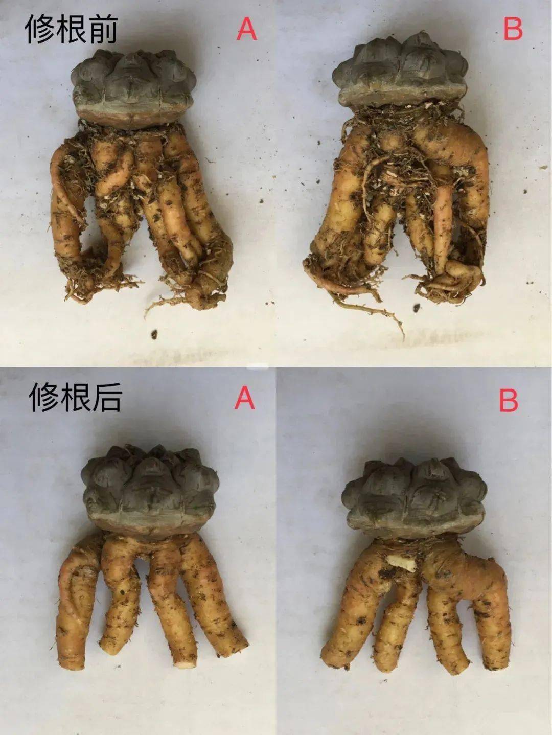 多肉修根后多久可以上盆_多肉修根上盆后多久可以曬太陽_多肉修根后直接上盆