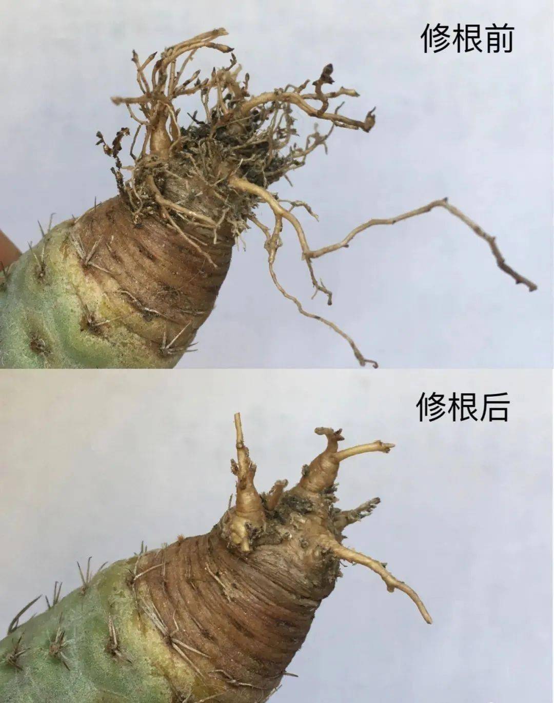 多肉修根后多久可以上盆_多肉修根上盆后多久可以曬太陽_多肉修根后直接上盆
