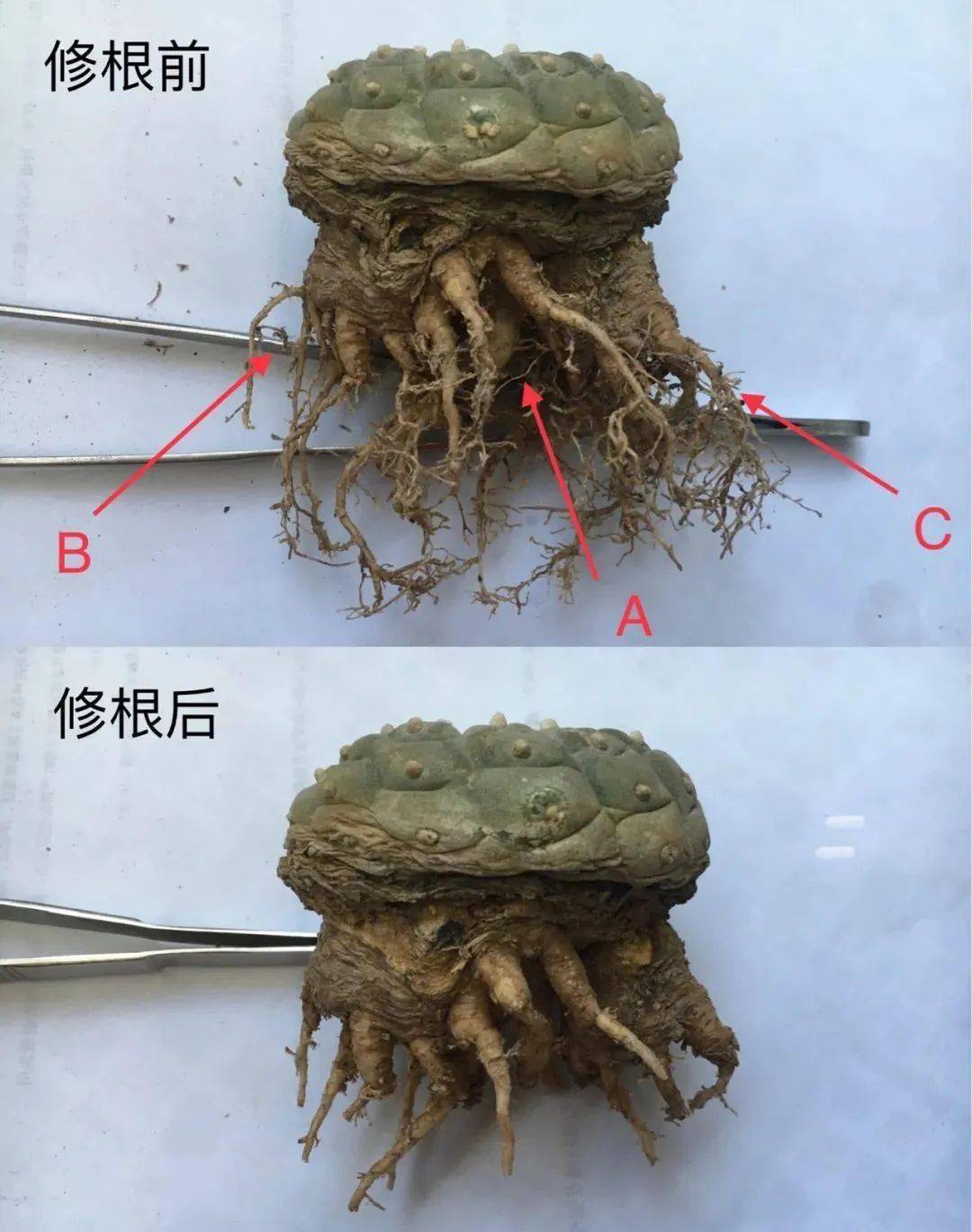 多肉修根上盆后多久可以曬太陽_多肉修根后多久可以上盆_多肉修根后直接上盆