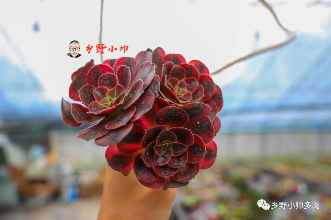 美杜莎多肉法師怎么養_多肉法師美杜莎怎么養_多肉法師美杜莎一棵多少錢