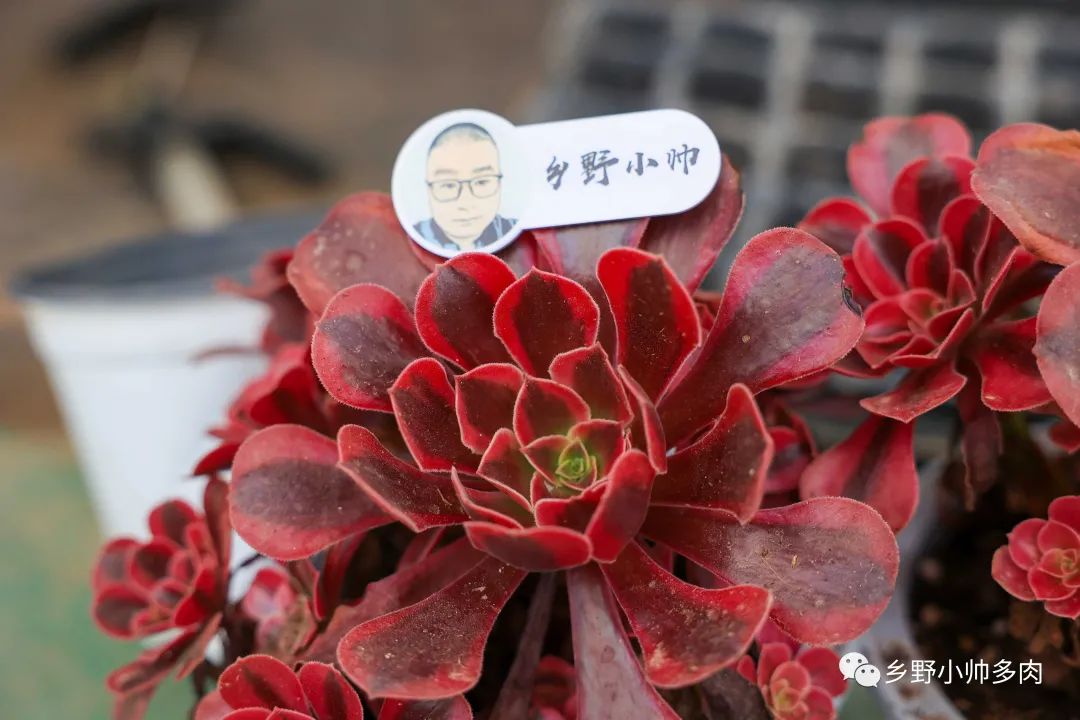 多肉法師美杜莎一棵多少錢_多肉法師美杜莎怎么養_美杜莎多肉法師怎么養