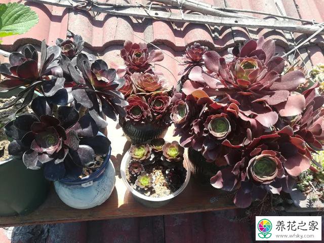 法師多肉植物怎么養_養法師多肉好嗎_養多肉法師有什么寓意