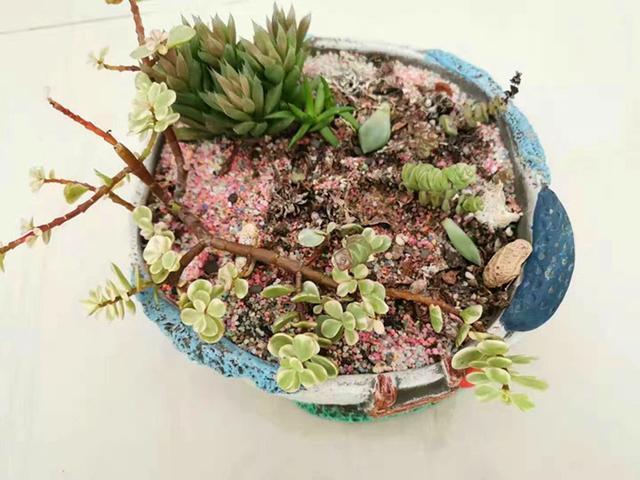 種多肉死了的土還能用嗎_十天脫土死種多肉會死嗎_多肉脫土十天不種會死嗎