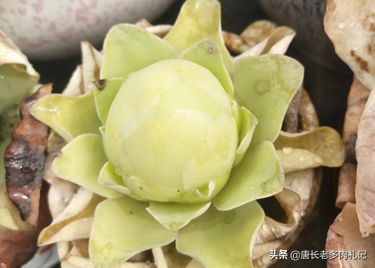 雞蛋多肉植物圖片_多肉雞蛋花_雞蛋肉花卷