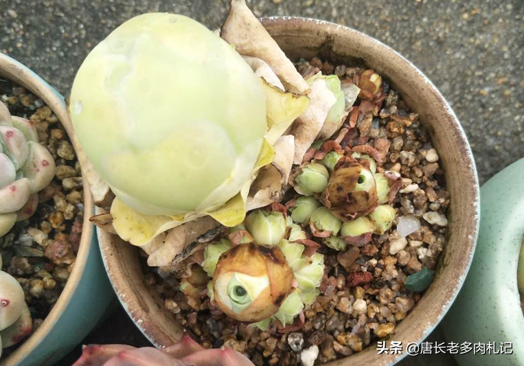 多肉雞蛋花_雞蛋多肉植物圖片_雞蛋肉花卷