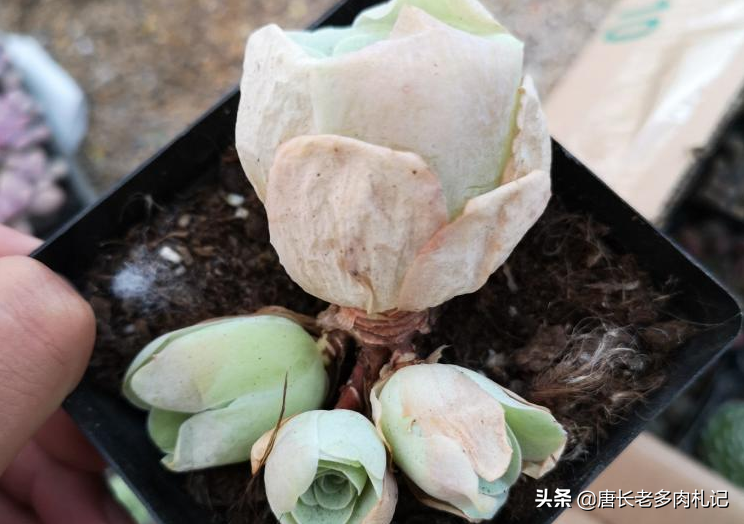 雞蛋肉花卷_雞蛋多肉植物圖片_多肉雞蛋花