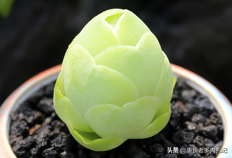 雞蛋肉花卷_雞蛋多肉植物圖片_多肉雞蛋花