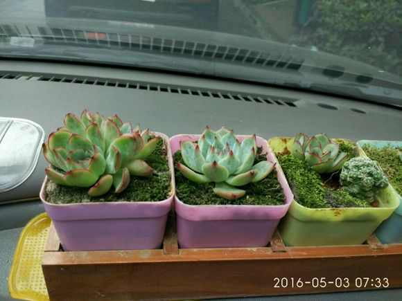 多肉小盆栽的種植方法_盆栽植物多肉小苗怎么養_多肉植物 小盆栽