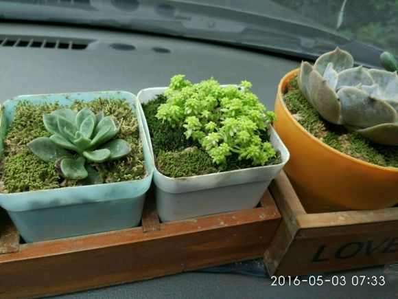 多肉小盆栽的種植方法_多肉植物 小盆栽_盆栽植物多肉小苗怎么養