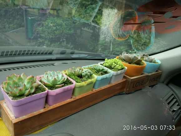 多肉植物 小盆栽_盆栽植物多肉小苗怎么養_多肉小盆栽的種植方法