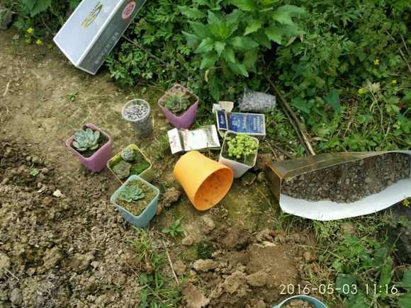多肉植物 小盆栽_多肉小盆栽的種植方法_盆栽植物多肉小苗怎么養