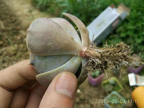 多肉植物 小盆栽_盆栽植物多肉小苗怎么養_多肉小盆栽的種植方法