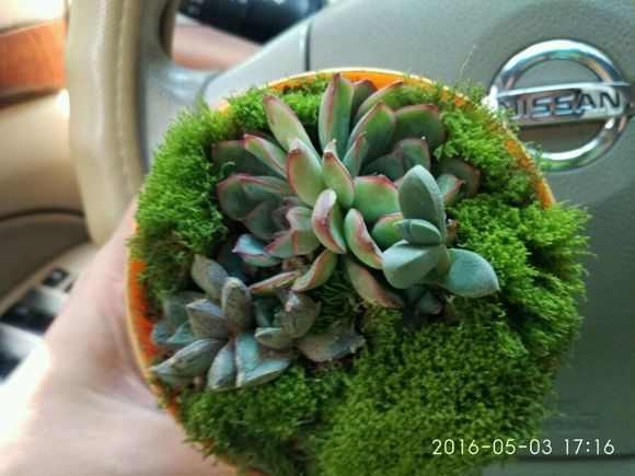 盆栽植物多肉小苗怎么養_多肉小盆栽的種植方法_多肉植物 小盆栽