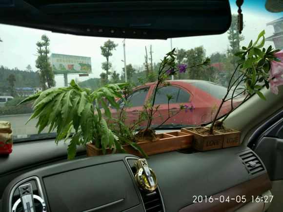 盆栽植物多肉小苗怎么養_多肉植物 小盆栽_多肉小盆栽的種植方法