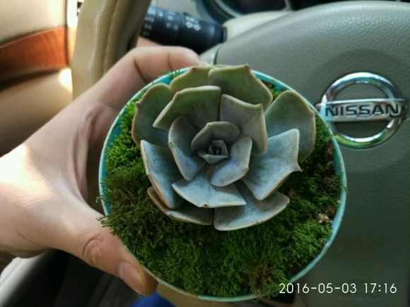 盆栽植物多肉小苗怎么養_多肉小盆栽的種植方法_多肉植物 小盆栽