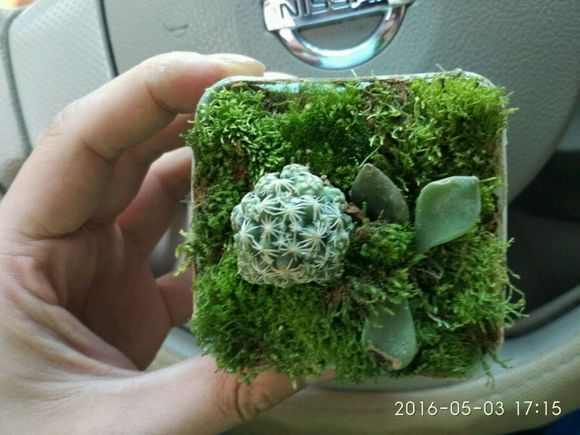 多肉植物 小盆栽_盆栽植物多肉小苗怎么養_多肉小盆栽的種植方法