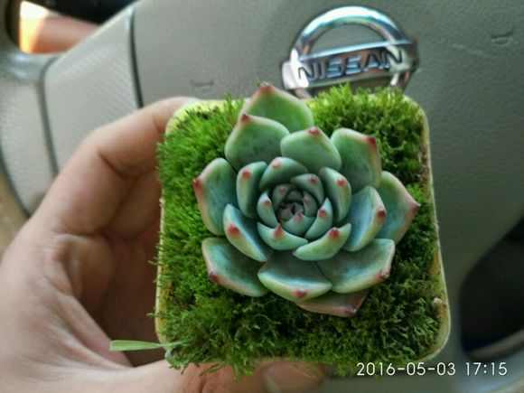 盆栽植物多肉小苗怎么養_多肉小盆栽的種植方法_多肉植物 小盆栽