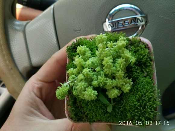 多肉植物 小盆栽_多肉小盆栽的種植方法_盆栽植物多肉小苗怎么養