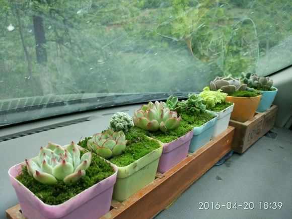 盆栽植物多肉小苗怎么養_多肉小盆栽的種植方法_多肉植物 小盆栽