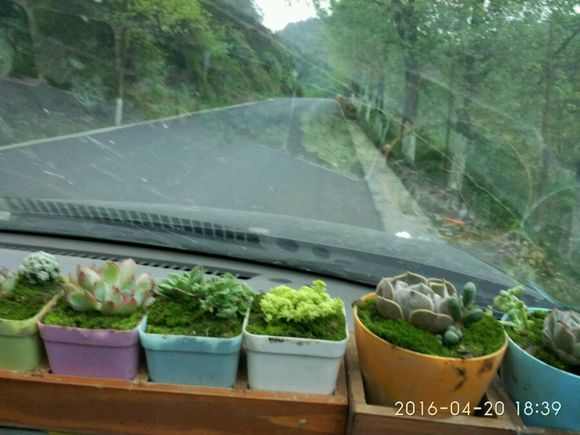 盆栽植物多肉小苗怎么養_多肉小盆栽的種植方法_多肉植物 小盆栽
