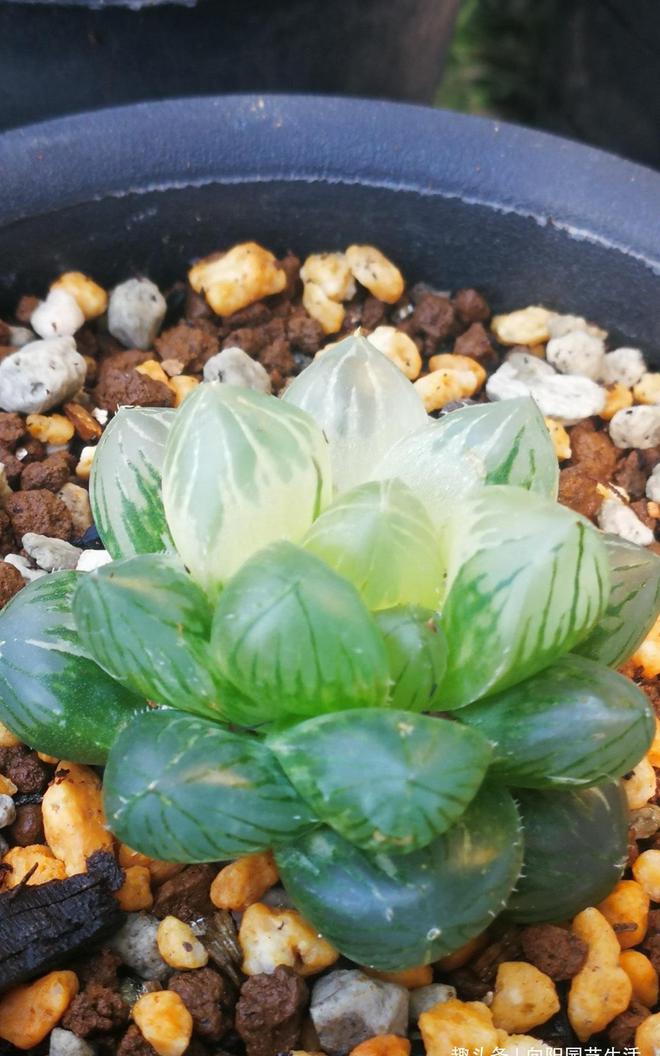 多肉植物中的石化是什么意思_多肉石化什么意思_石化多肉圖片