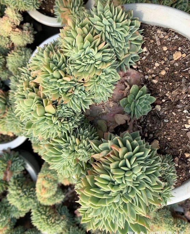 多肉石化什么意思_多肉植物中的石化是什么意思_石化多肉圖片