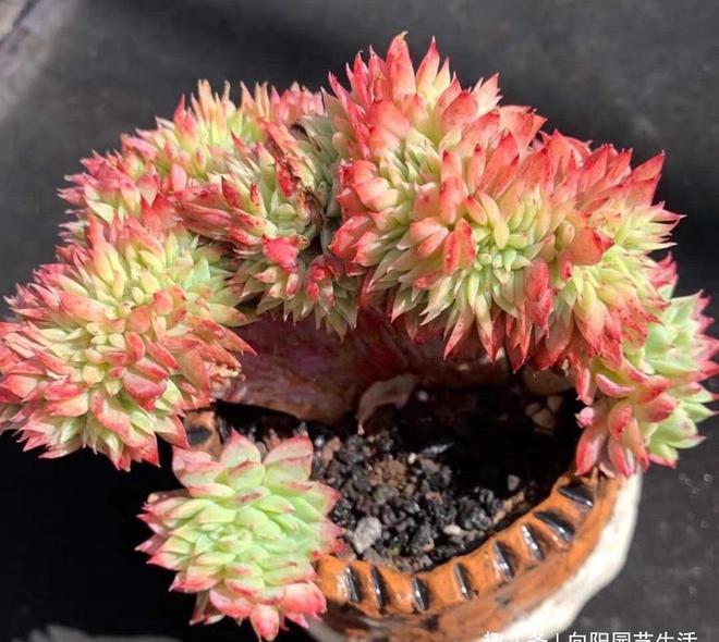 石化多肉圖片_多肉石化什么意思_多肉植物中的石化是什么意思