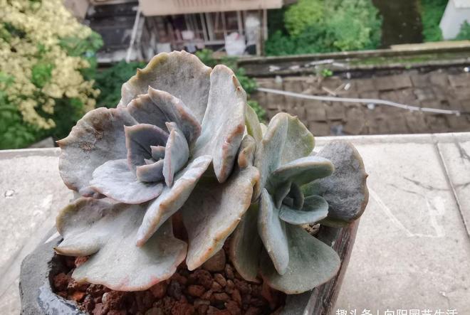 石化多肉圖片_多肉植物中的石化是什么意思_多肉石化什么意思