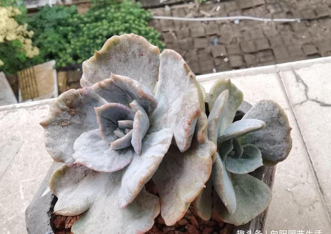 多肉植物中的石化是什么意思_石化多肉圖片_多肉石化什么意思