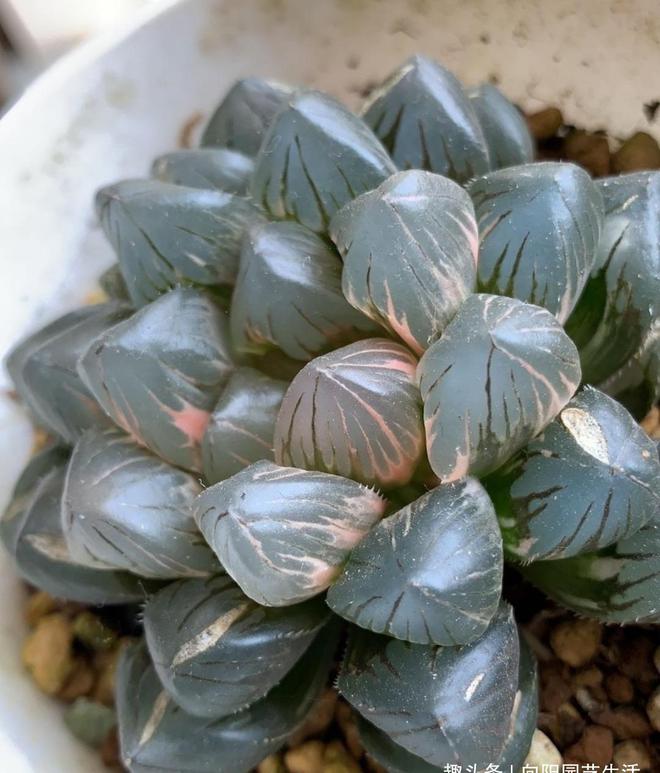 多肉植物中的石化是什么意思_石化多肉圖片_多肉石化什么意思