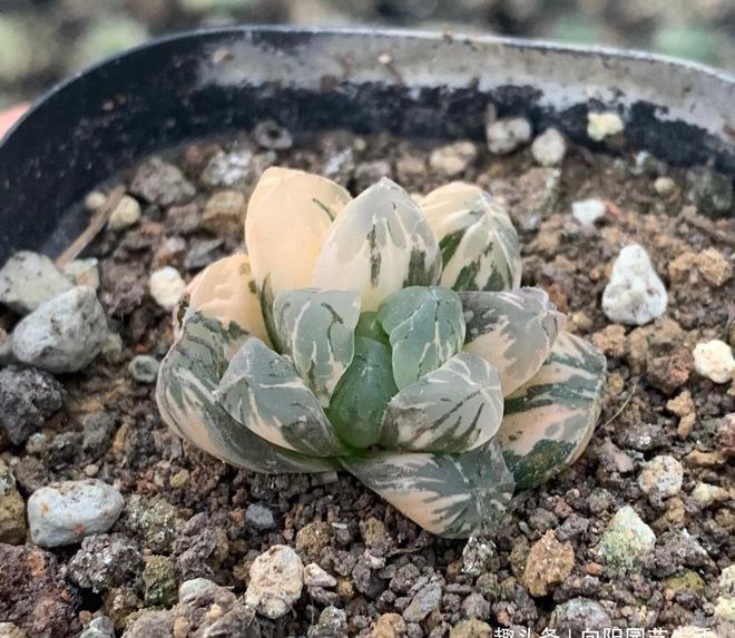 多肉植物中的石化是什么意思_多肉石化什么意思_石化多肉圖片